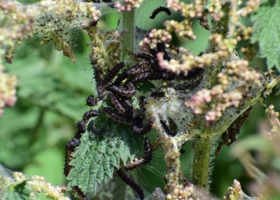 Peacock Larvae - Sheldon Country Park 26.05.2020