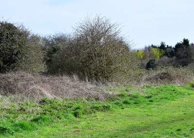 Sheltered side of the hedge.