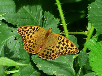 Silver-washed Fritillary female - Snitterfield Bushes 26.06.2017