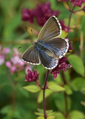 Adonis Blue female - Old Winchester Hill 29.08.2023