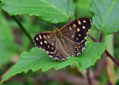 Speckled Wood male - Blythe Valley 24.08.2021