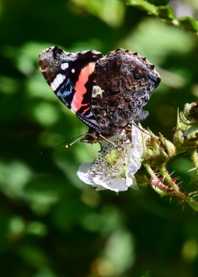 Red Admiral -  Snitterfield Bushes 16.07.2022