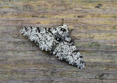 Peppered Moth - Coverdale 21.06.2021