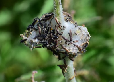 Peacock larvae - Wagon Lane 27.05.2020