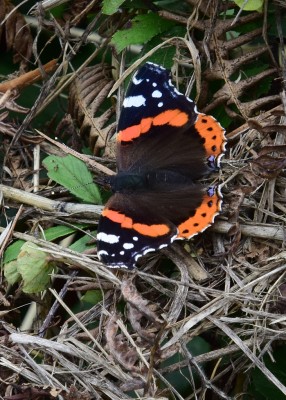 Red Admiral - Coast path south of Poltescu