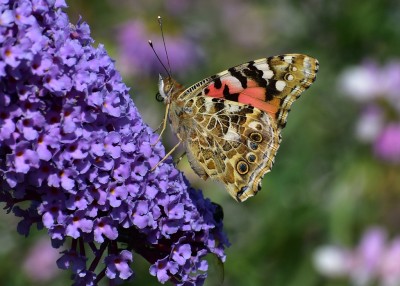 Painted Lady - Castle Hills Solihull 26.08.2019