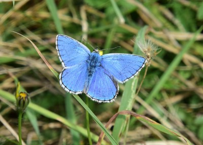 Adonis Blue - Durdle Door 04.09.2024