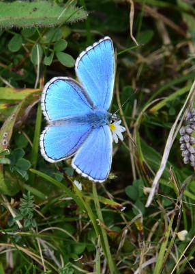 Adonis Blue - Fontmell Down 01.09.2024