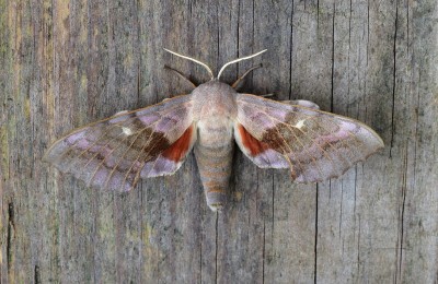 Poplar Hawk Moth - Coverdale 25.07.2021