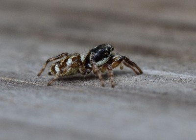 Zebra Spider - Coverdale 26.05.2020