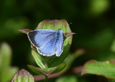Holly Blue - Old Winchester Hill 13.05.2023