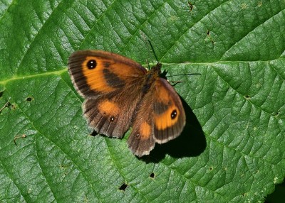 Gatekeeper male - Blythe Valley 18.07.2024