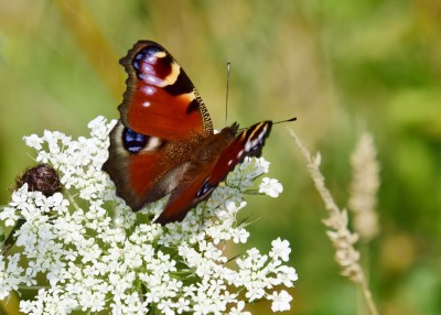 Peacock - Blythe Valley 31.07.2024