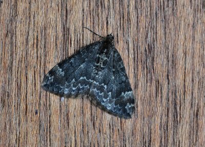 A particularly dark form of Common Marbled Carpet - 01.11.2019