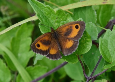 Gatekeeper male - Harbury 17.07.2024