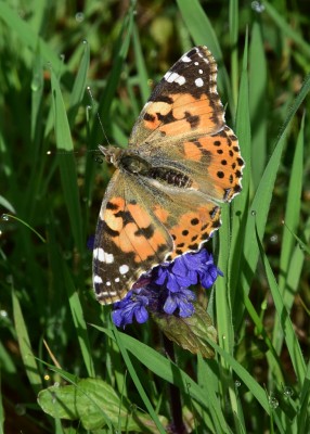 Painted Lady - Stansted Forest 11.05.2023