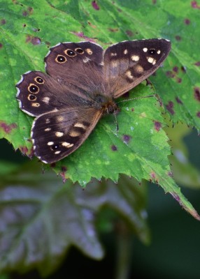 Speckled Wood - Langley Hall 21.07.2020