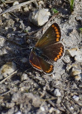 Brown Argus - Purbeck Ridge just west of Church Knowle 31.08.2020