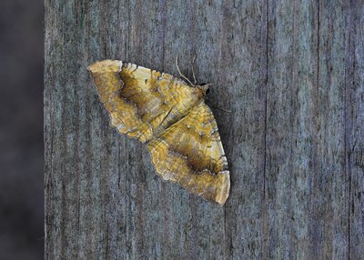 Yellow Shell - A particularly well marked example, compare with the one below.