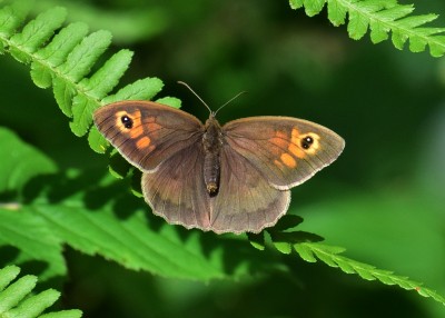 Meadow Brown male - Snitterfield Bushes 22.06.2020