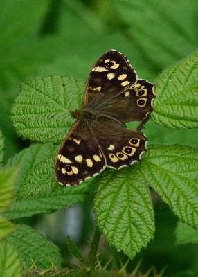 Speckled Wood female - Langley Hall 10.06.2022