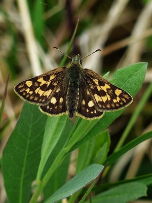 Chequered Skipper female- Glen Loy 07.06.2016