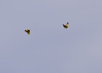 Clouded Yellow pair - Thorney Island 05.09.2022