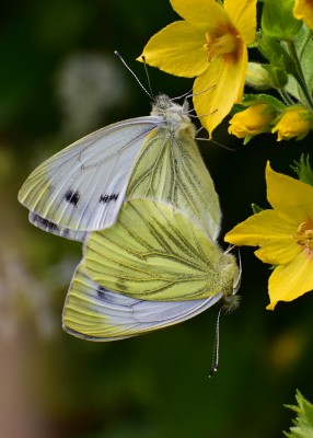 Green-veined White pair - Coverdale 06.07.2020