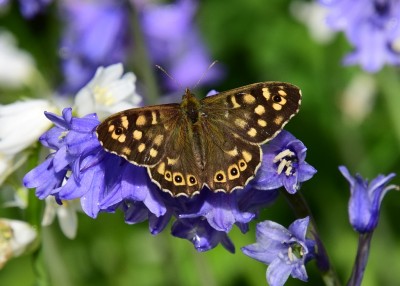 Speckled Wood male - Coverdale 07.05.2022