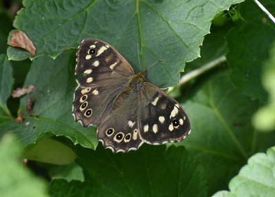 Speckled Wood female - Coverdale 20.07.2019