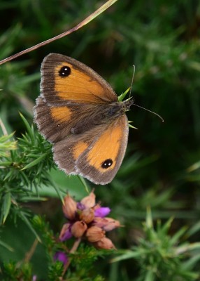 Garekeeper female - Enys Head 07.08.2024