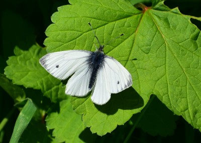 Green-veined White male - Coverdale 21.04.2020
