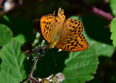 Silver-washed Fritillary male - Snitterfield Bushes 16.07.2022
