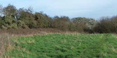 Sheltered south facing spot alongside hedgerow.