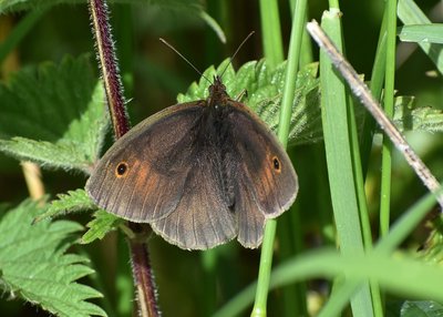 Meadow Brown - Bickenhill 16.06.2019