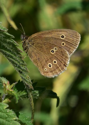 Ringlet - Wagon Lane 23.07.2024