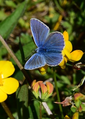 Common Blue - Blythe Valley 09.06.2021