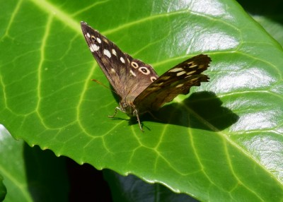 Speckled Wood male - Coverdale 09.08.2021