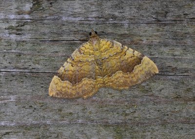 Yellow shell - a more normal looking example.