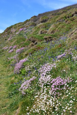 Bluebells Thrift and Sea Campion along the coast path west of Lizard Point 18.05.2021