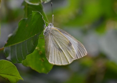 Large White - Coverdale 20.07.2019