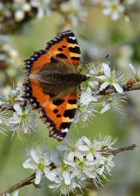 Small Tortoiseshell - Langley Hall 25.03.2022