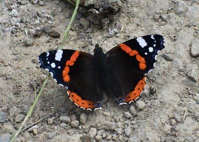 Red Admiral - Oversley Wood 07.07.2019