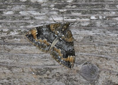 An attractive form of Common Marbled Carpet - Coverdale 03.10.2019
