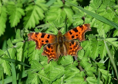 Comma - Wagon Lane 14.03.2022