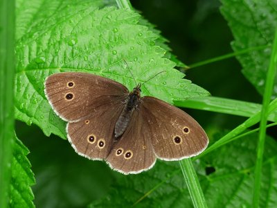 Ringlet - Fermyn 15.07.2015