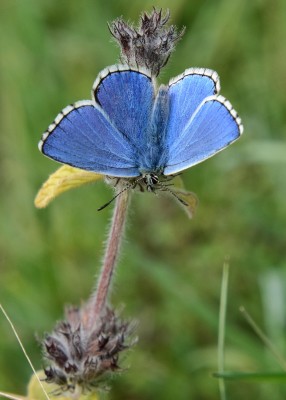 Adonis Blue - Old Winchester Hill 29.08.2023