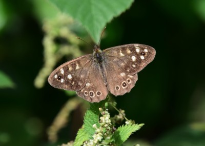 Speckled Wood male - Coverdale 26.08.2024