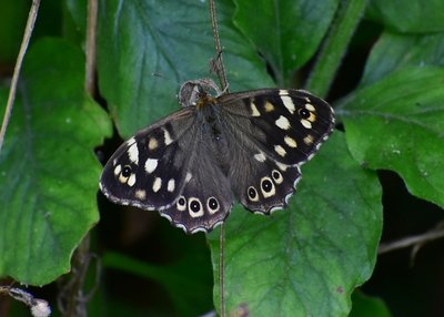 Speckled Wood female - Coverdale 25.08.2019