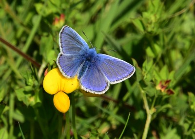 Common Blue - Blythe Valley 02.06.2021